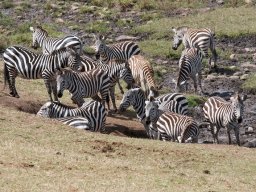 Bologonja_Seronera2009-48